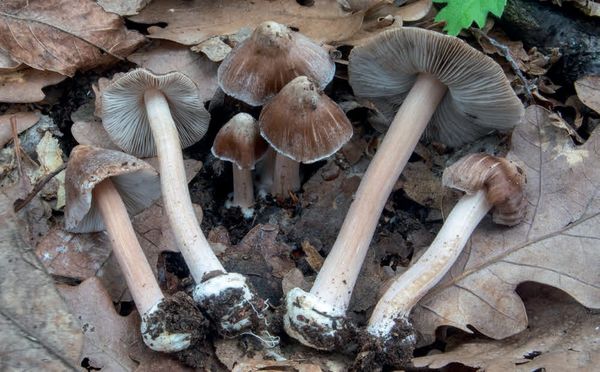 Inocybe asterospora