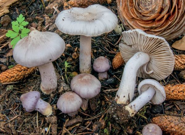 Inocybe geophylla