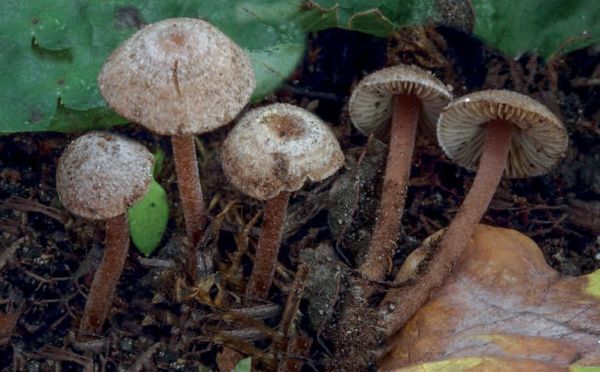Inocybe petiginosa