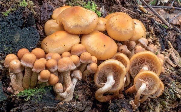 Kuehneromyces mutabilis