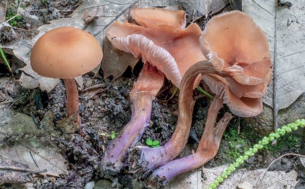 Laccaria bicolor