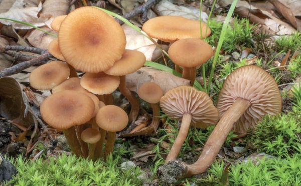Laccaria laccata