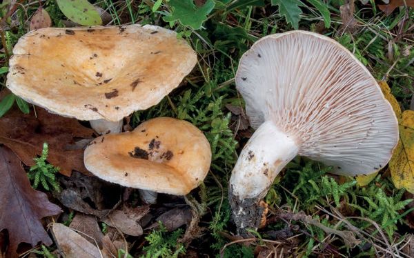 Lactarius acerrimus