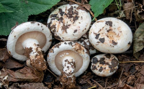 Lactarius controversus