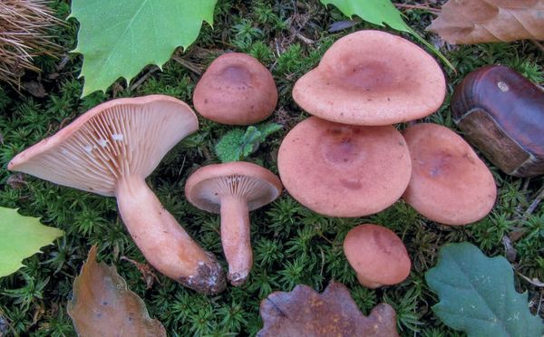 Lactarius decipiens