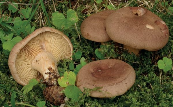 Lactarius helvus