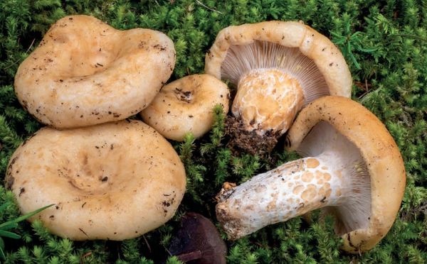 Lactarius intermedius