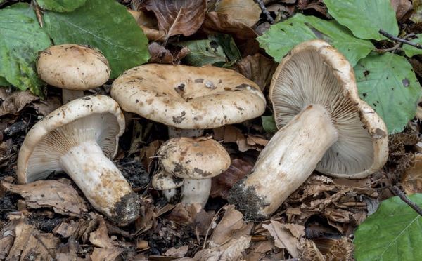 Lactarius pallidus