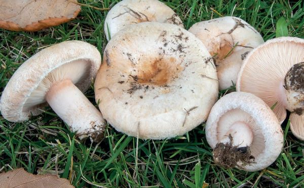 Lactarius pubescens