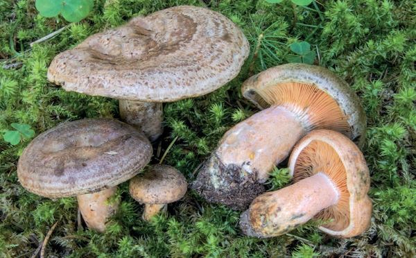 Lactarius quieticolor