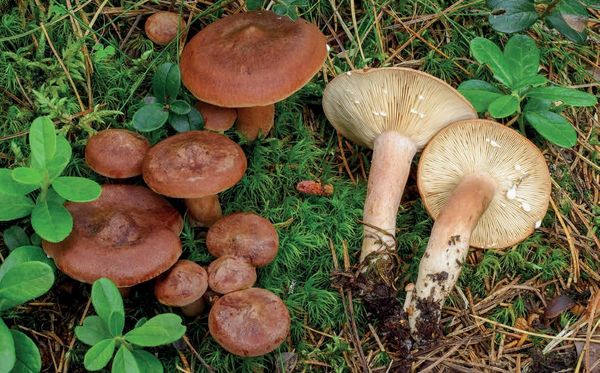 Lactarius rufus