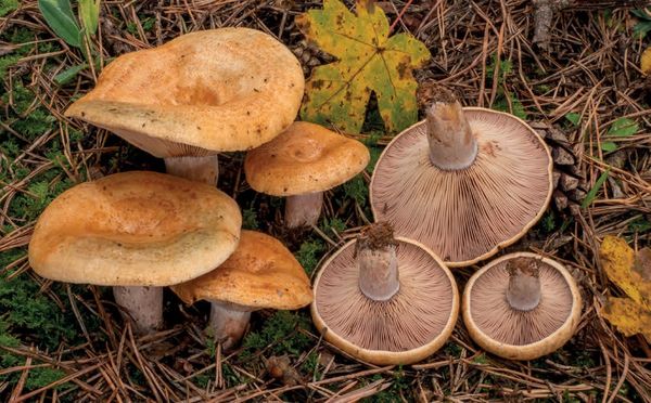 Lactarius sanguifluus