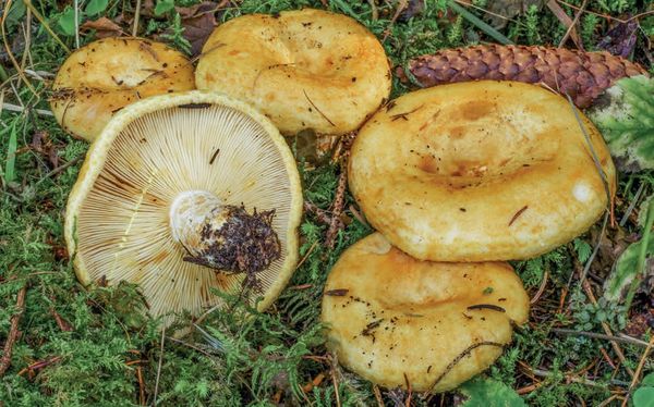 Lactarius scrobiculatus