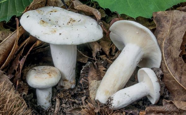 Lactifluus piperatus