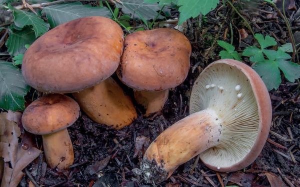 Lactifluus volemus