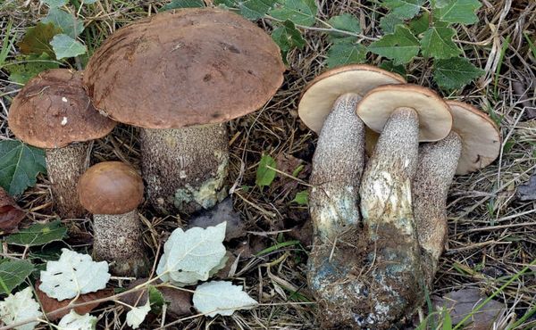Leccinum duriusculum