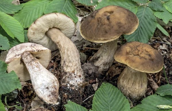 Leccinum pseudoscabrum