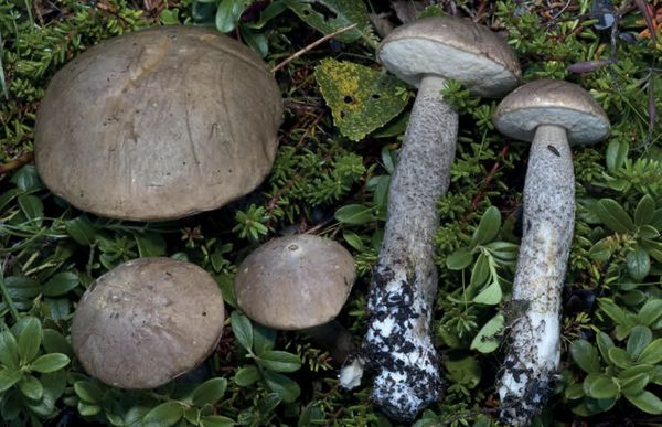 Leccinum scabrum