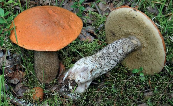Leccinum versipelle