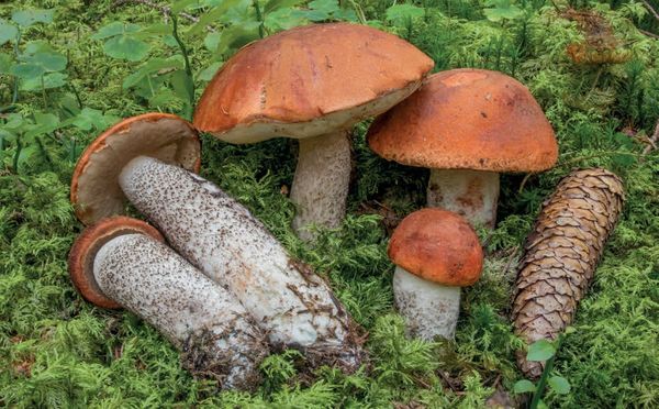 Leccinum vulpinum
