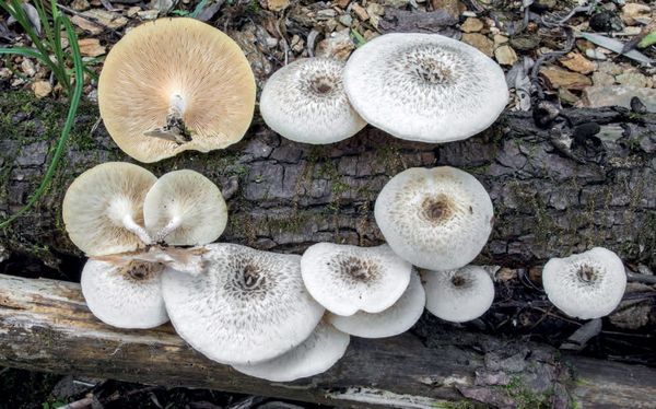 Lentinus tigrinus