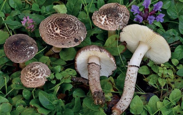 Lepiota brunneoincarnata