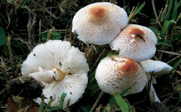 Lepiota cristata