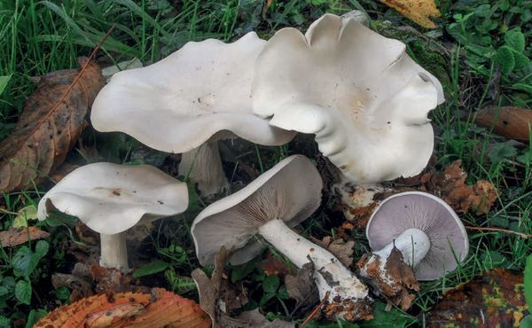 Lepista glaucocana