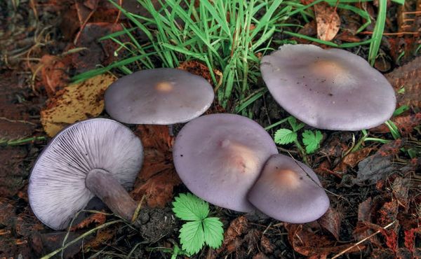 Lepista sordida