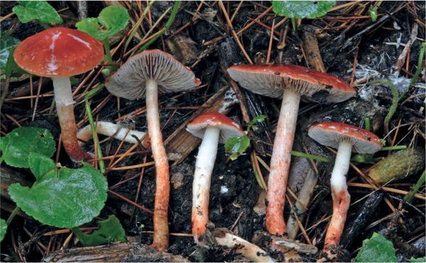 Leratiomyces ceres