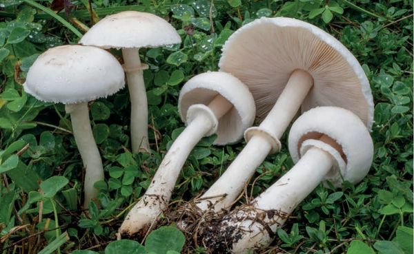 Leucoagaricus leucothites