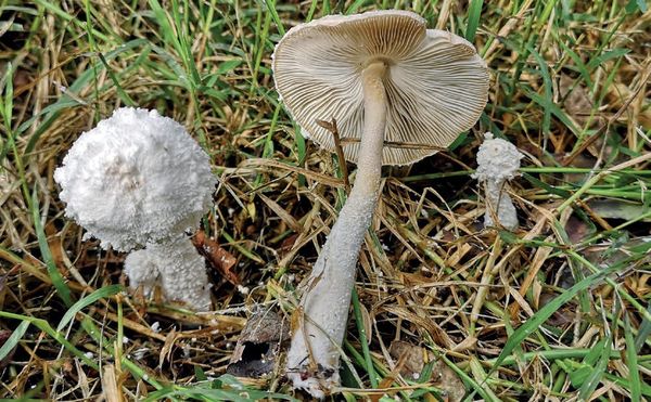 Leucocoprinus cretaceus