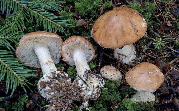 Leucocortinarius bulbiger