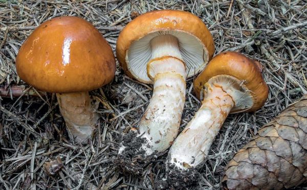 Limacella glioderma