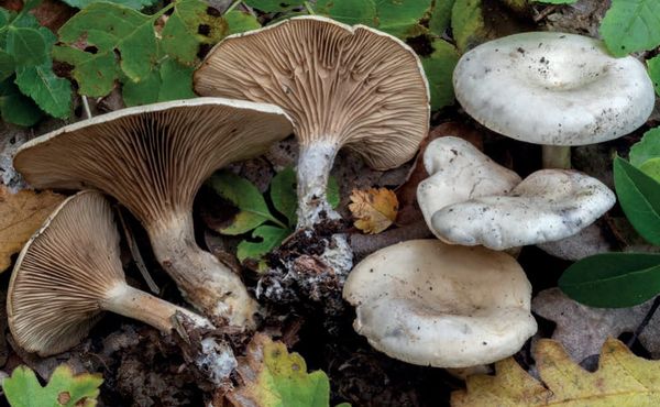 Lulesia mundula