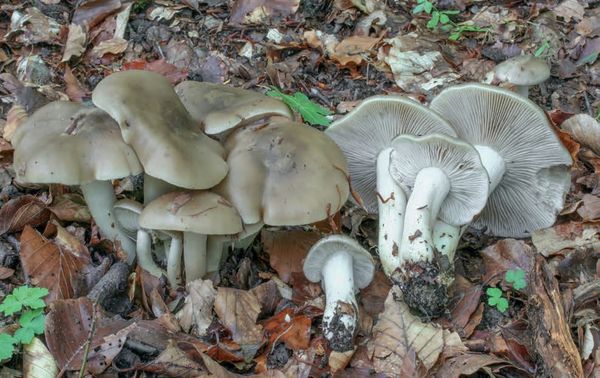 Lyophyllum decastes