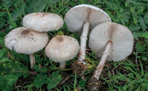 Macrolepiota excoriata