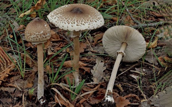 Macrolepiota mastoidea