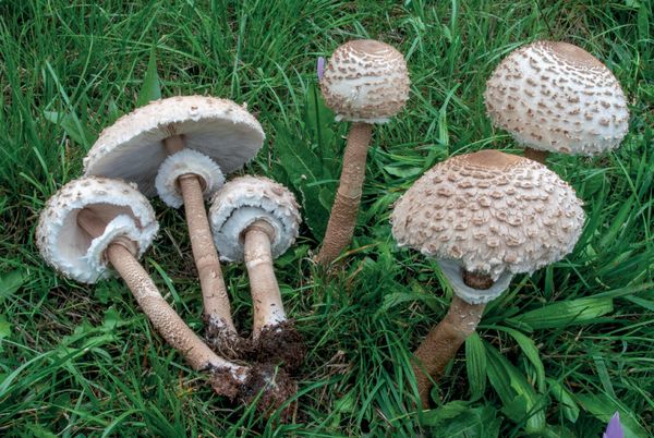 Macrolepiota procera