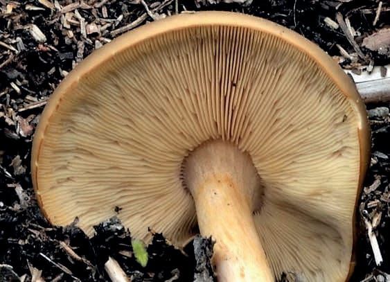 Melanoleuca cognata