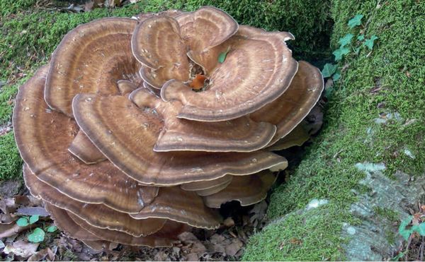 Meripilus giganteus