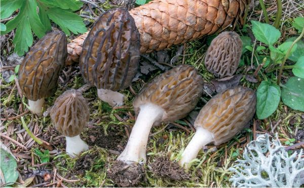 Morchella deliciosa