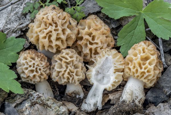 Morchella esculenta
