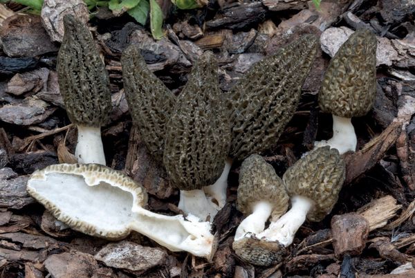 Morchella importuna