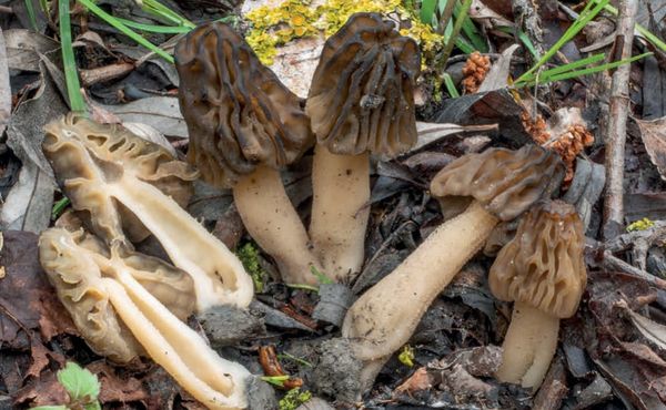 Morchella semilibera