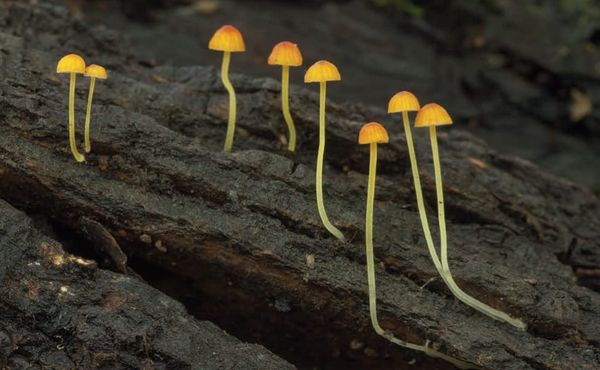 Mycena acicula