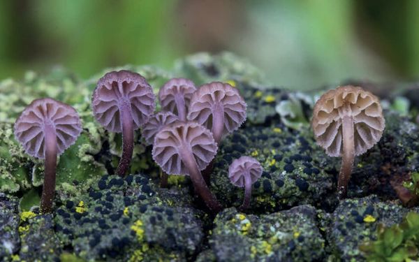 Mycena meliigena