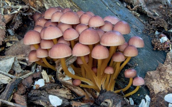 Mycena renati