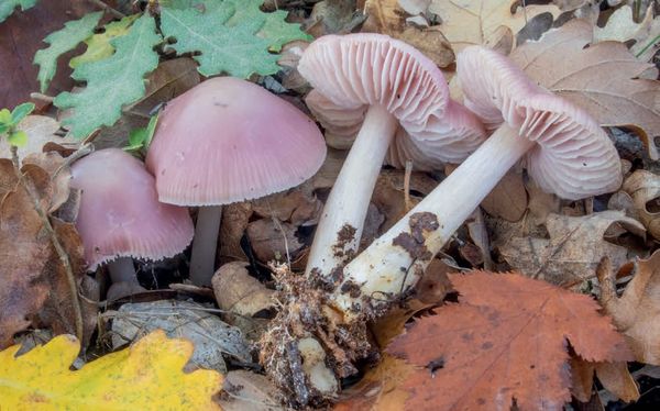 Mycena rosea