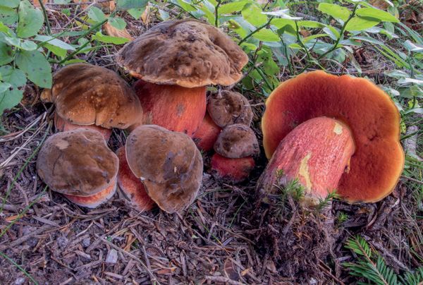 Neoboletus praestigiator